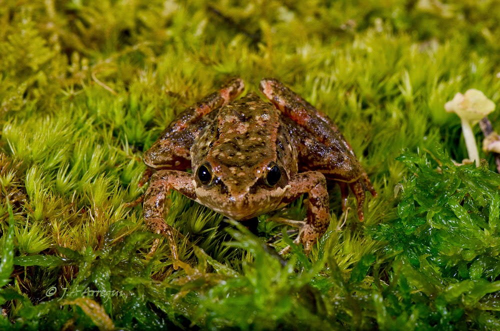 Rana patilarga, Rana iberica, Iberian frog Rana patilarga, Rana iberica, Iberian frog