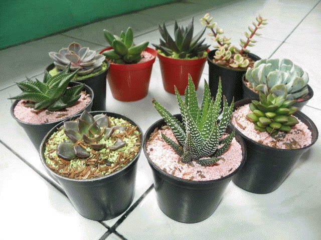 BungaKaktusKecil BungaKaktusKecil