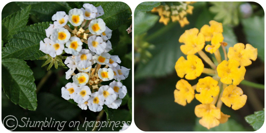 . the expat files . Jamaica Beautiful Flowers