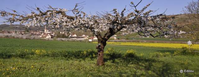 PANORAMA DE JUSSY SOUS LE CERISIER