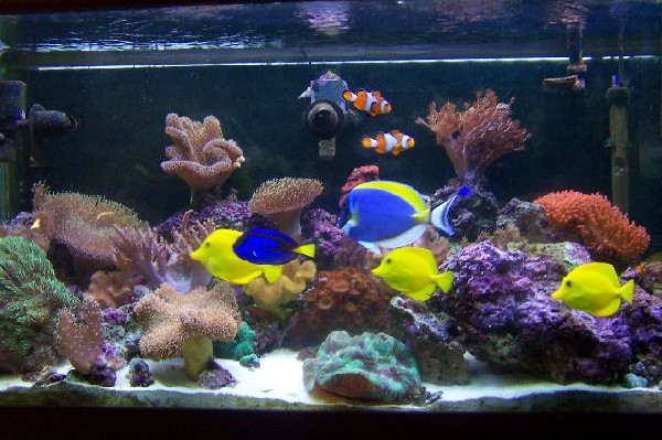 aquariums aquariums