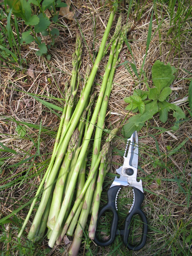 Johan's Wild Garden Picking Wild Asparagus