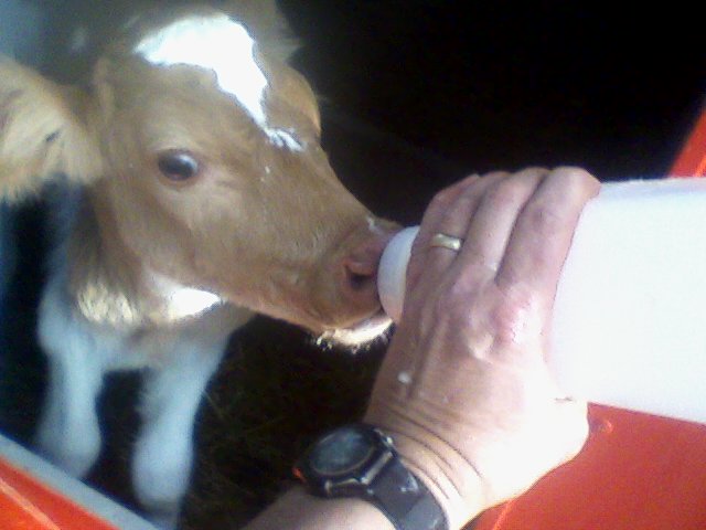 Guernsey baby calf