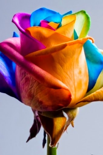 Colorful Roses Wallpaper Hd For Mobile