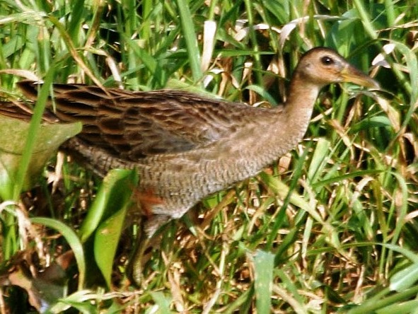 29+ Burung ayam2 terupdate