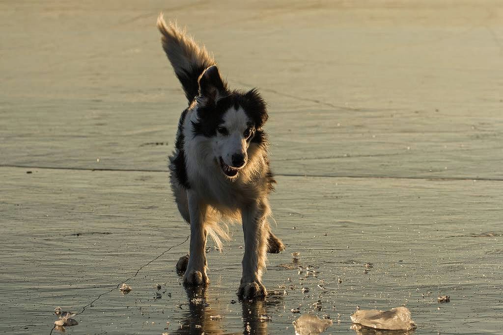 Dogs on Ice The Ark In Space