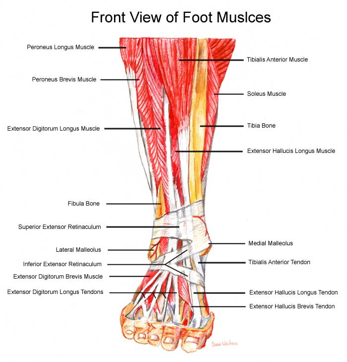 foot pain after walking