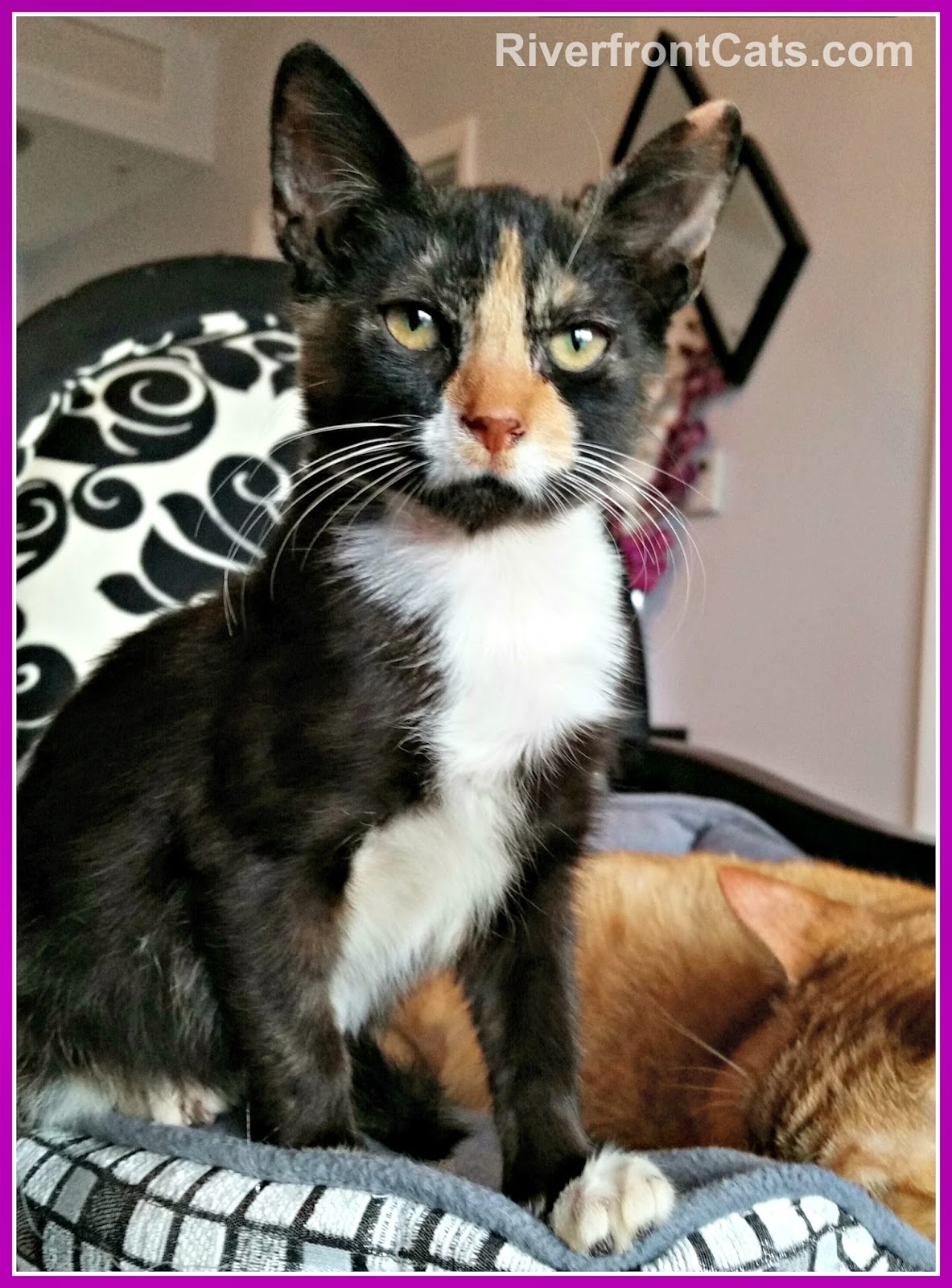 Riverfront Cats, Downtown Miami Sobe, the South Beach kitten