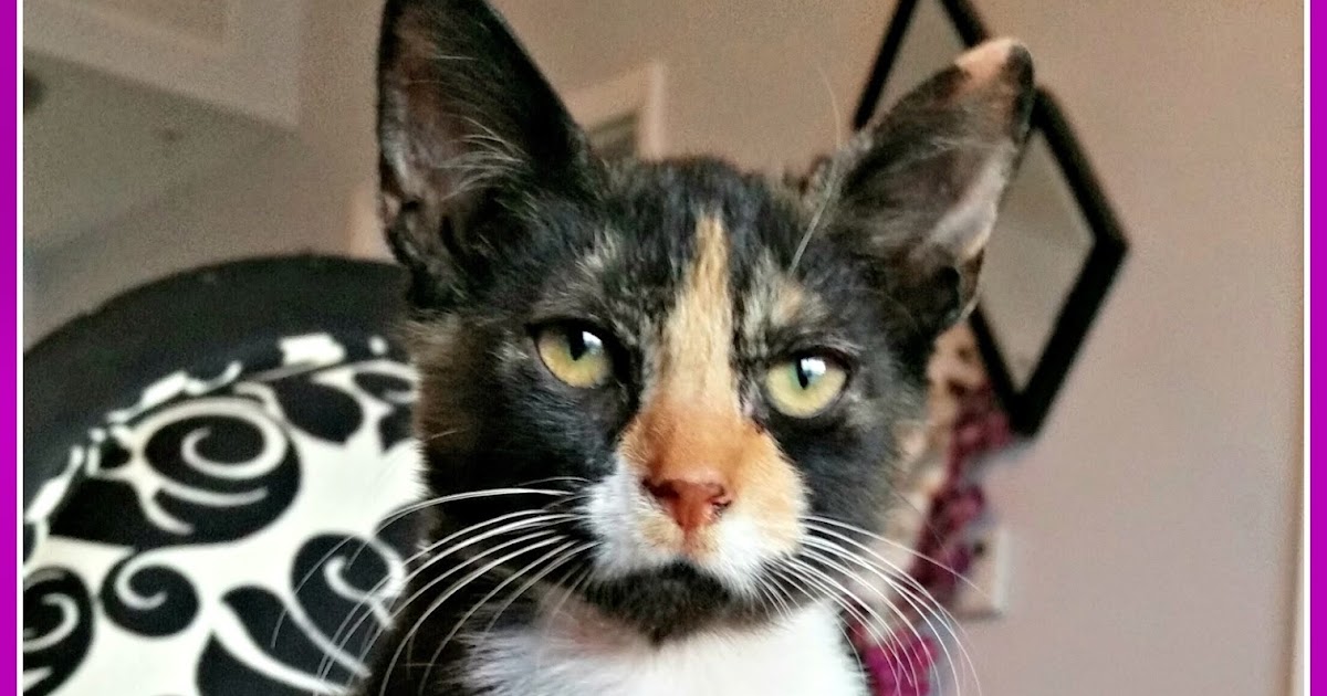 Riverfront Cats, Downtown Miami Sobe, the South Beach kitten