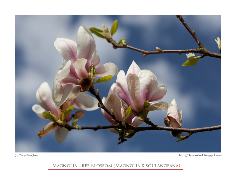 painted is - magnolia.