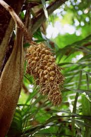 murumuru beautiful nuts