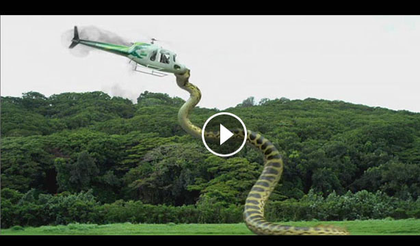what is the largest anaconda ever what is the largest anaconda ever
