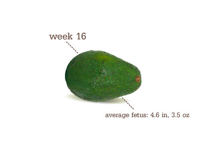 david jen max michelles 16 week pregnancy update size of baby at 6 weeks