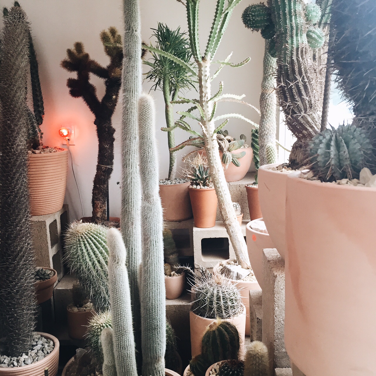 The Cactus Store The Bloom