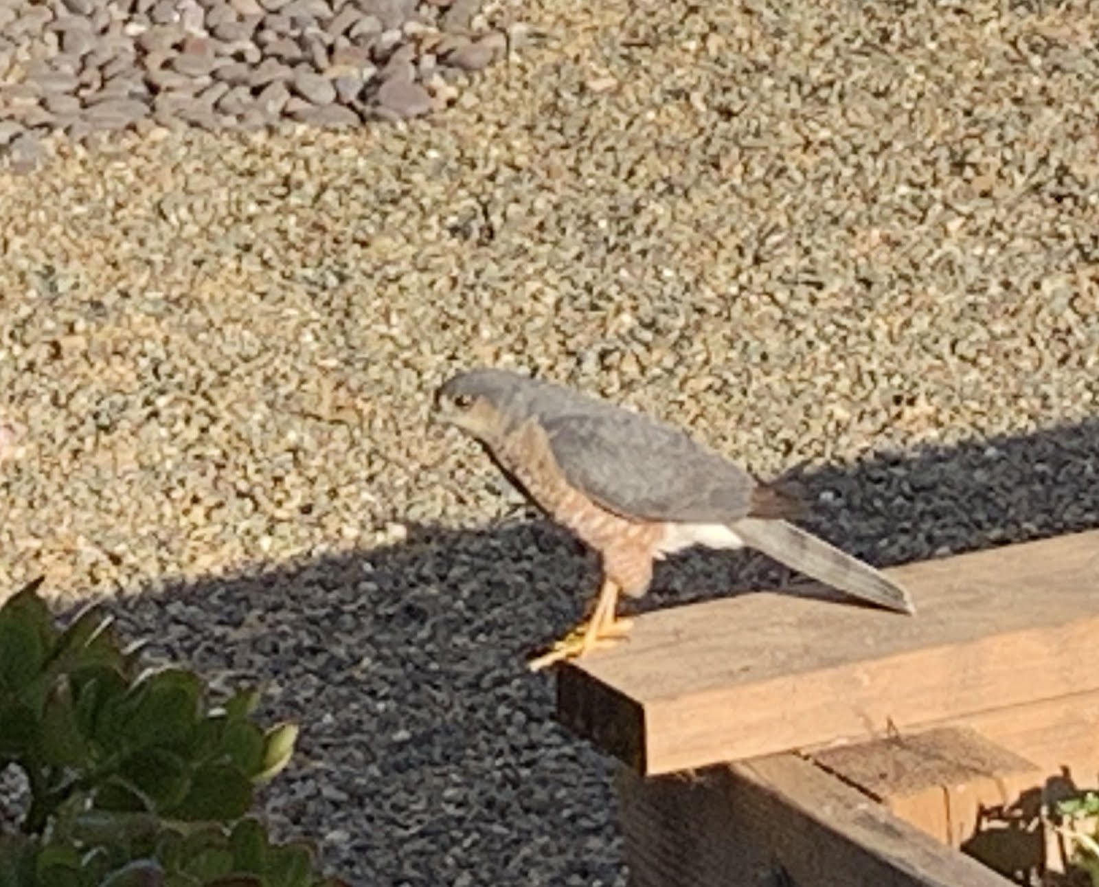 Backyard Standoff