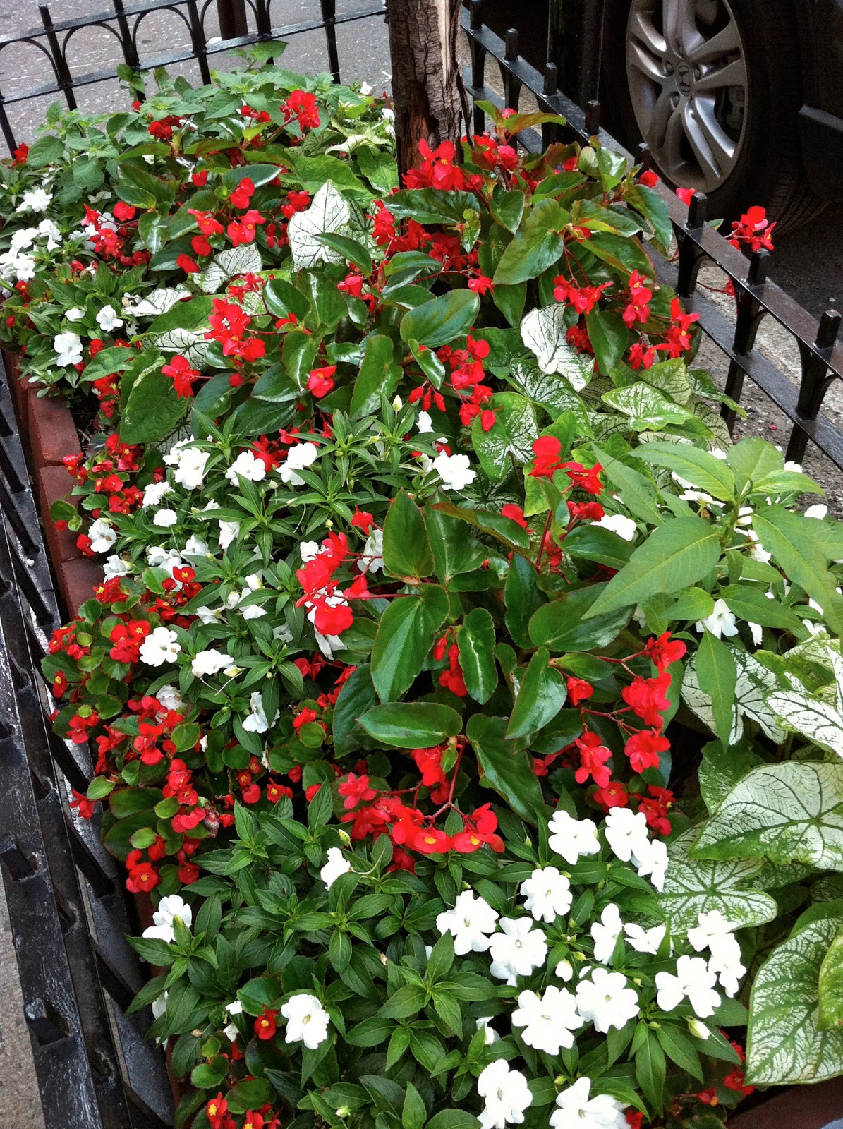 Hydrangea Petiolaris Care And Culture Travaldo S Blog