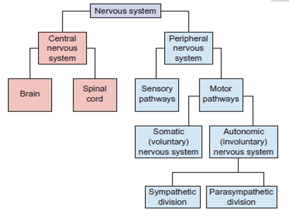 Snippd The Central Nervous System