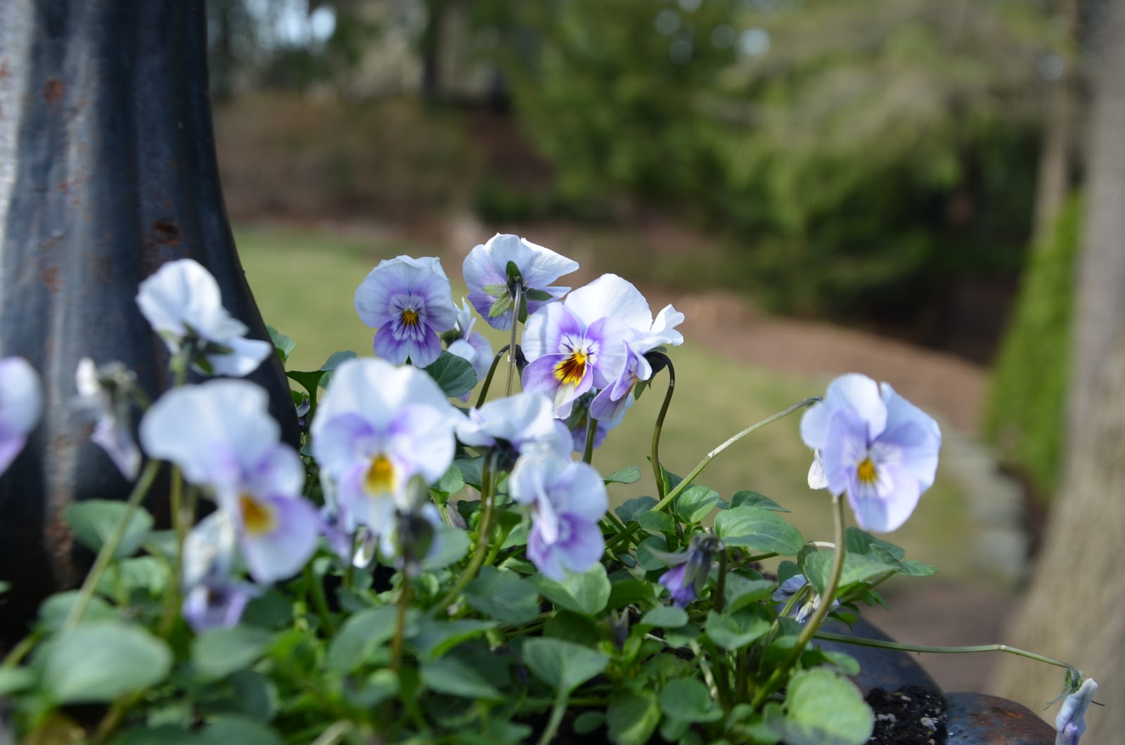 Zone Five and a Half Planting Pansies and Violas