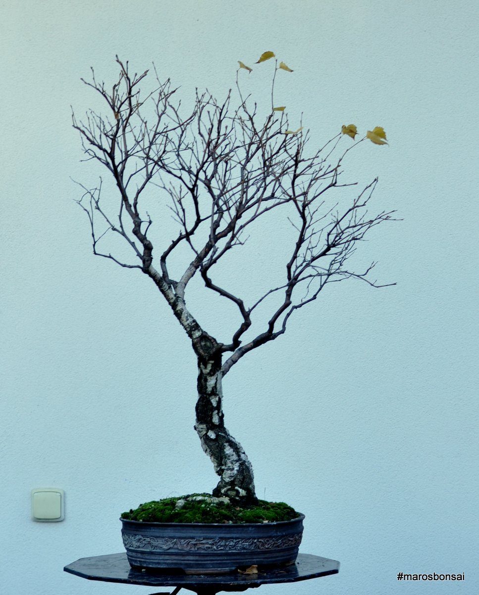 Maros Bonsai Blog Birch "The White Lady"