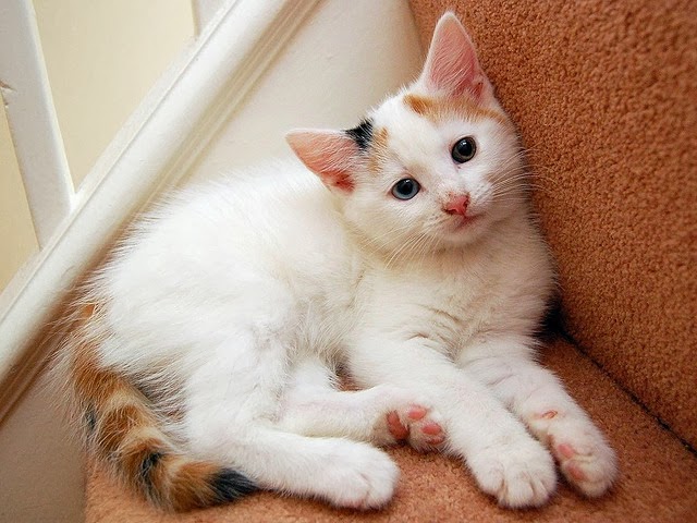 Greek Aegean Cat | Cute Cats