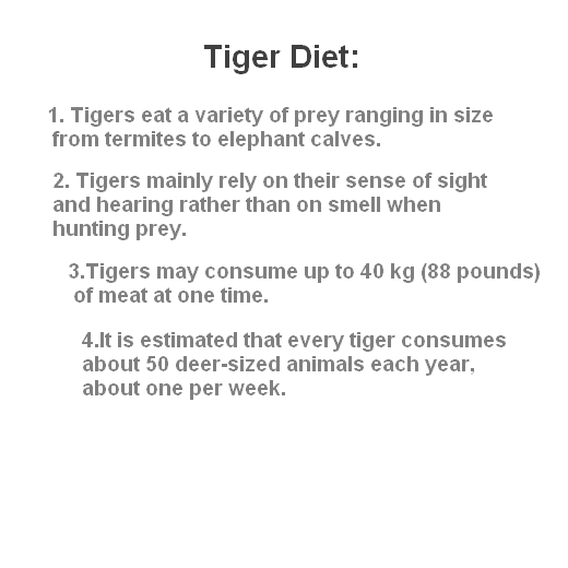 Tiger Diet,What do Tigers eat.? | nayef050
