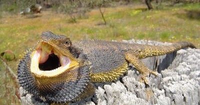 bearded-dragon-basking.jpg