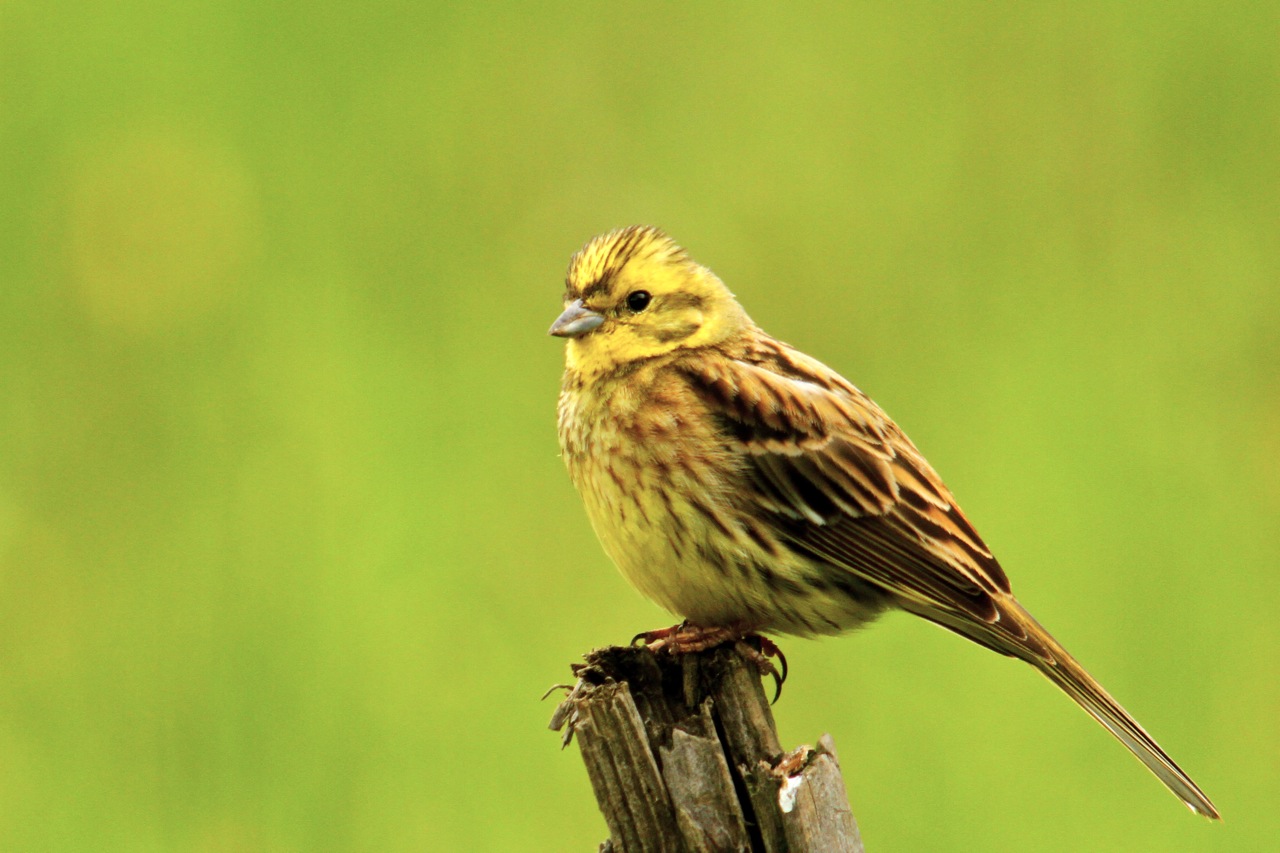 Yellowhammer Animals World