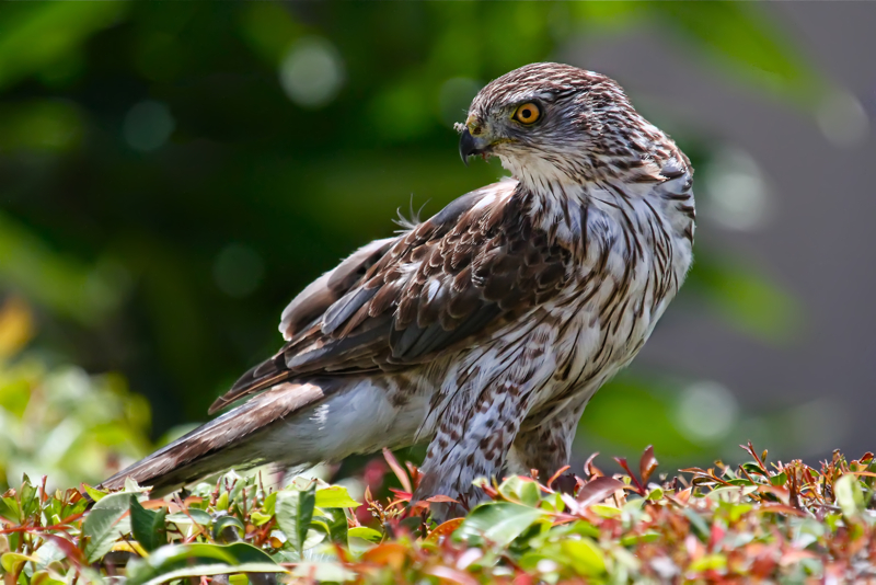 Cooper's Hawk A Wild Bird Amazing Facts The Wildlife