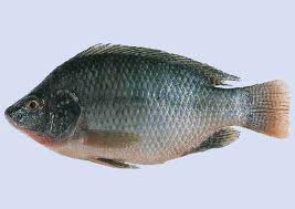 http://1.bp.blogspot.com/-H9fUT2dxGuM/TvV98PXIuFI/AAAAAAAAARE/mpvXYZcvGpg/s1600/Nile+Tilapia.jpg