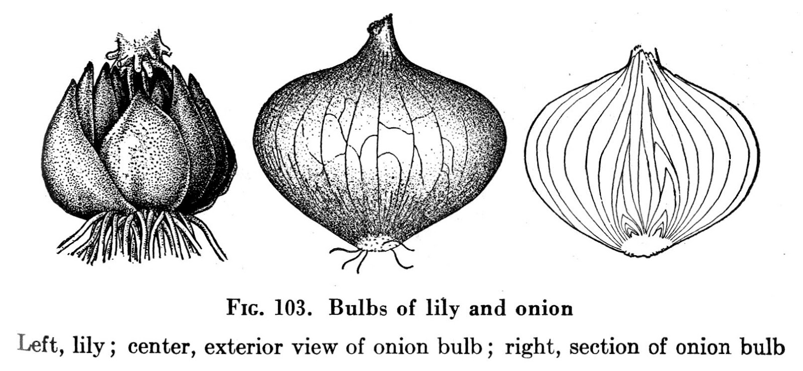 Botany Professor The underground plant movement