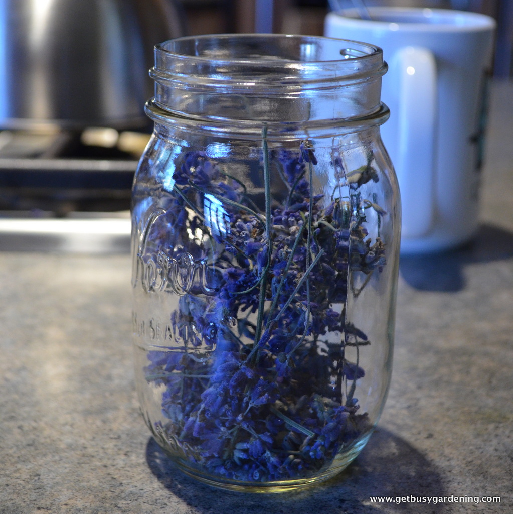 How to Harvest, Dry and Use Lavender Get Busy Gardening