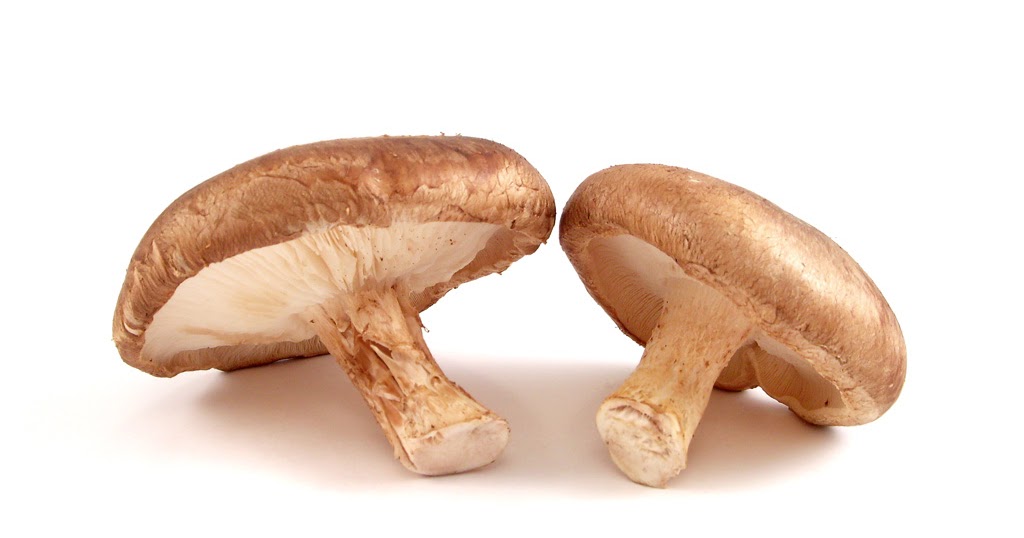 Temperate Climate Permaculture Shiitake Mushrooms