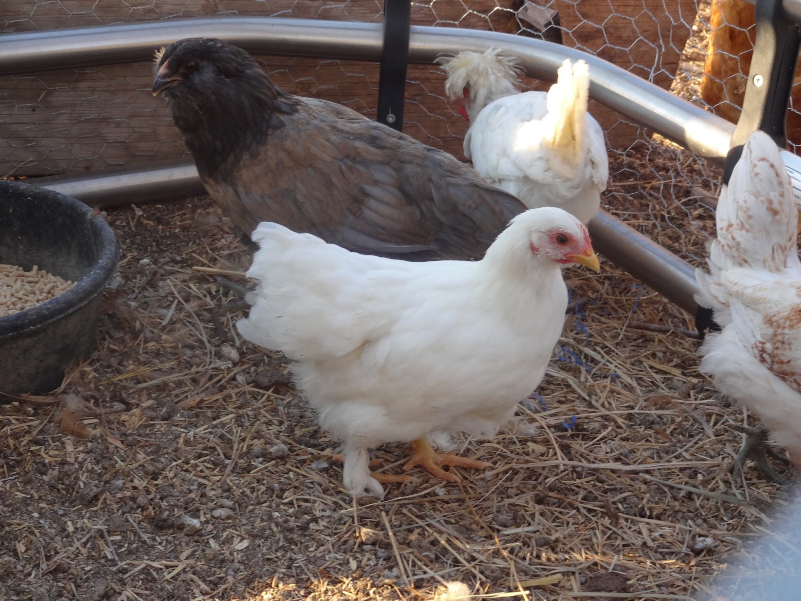 sagittas chickens