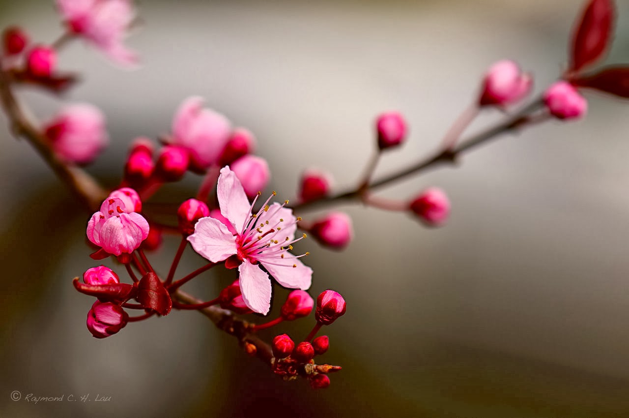 cherry blossom facts national cherry blossom festival cherry blossom facts national cherry blossom festival