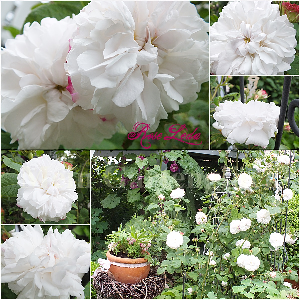 Mein Gartenglück ES WAR EINMAL.....