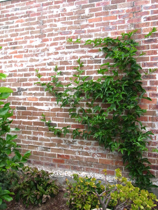 Download Garden Amateur Training Days Desktop Wallpaper Get Wallpaper Garden Amateur Training Days Desktop Wallpaper Free