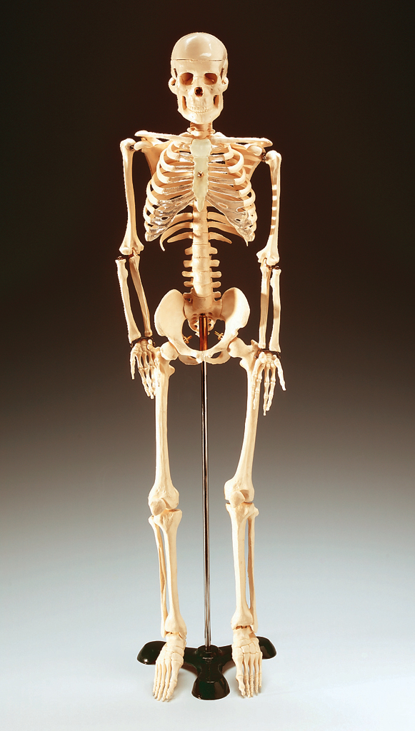 Esqueleto Del Cuerpo Humano Y Sus Nombres