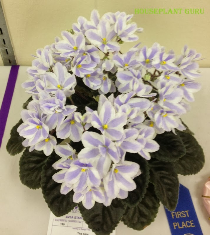 Houseplant Guru Ohio African Violet Show and Sale