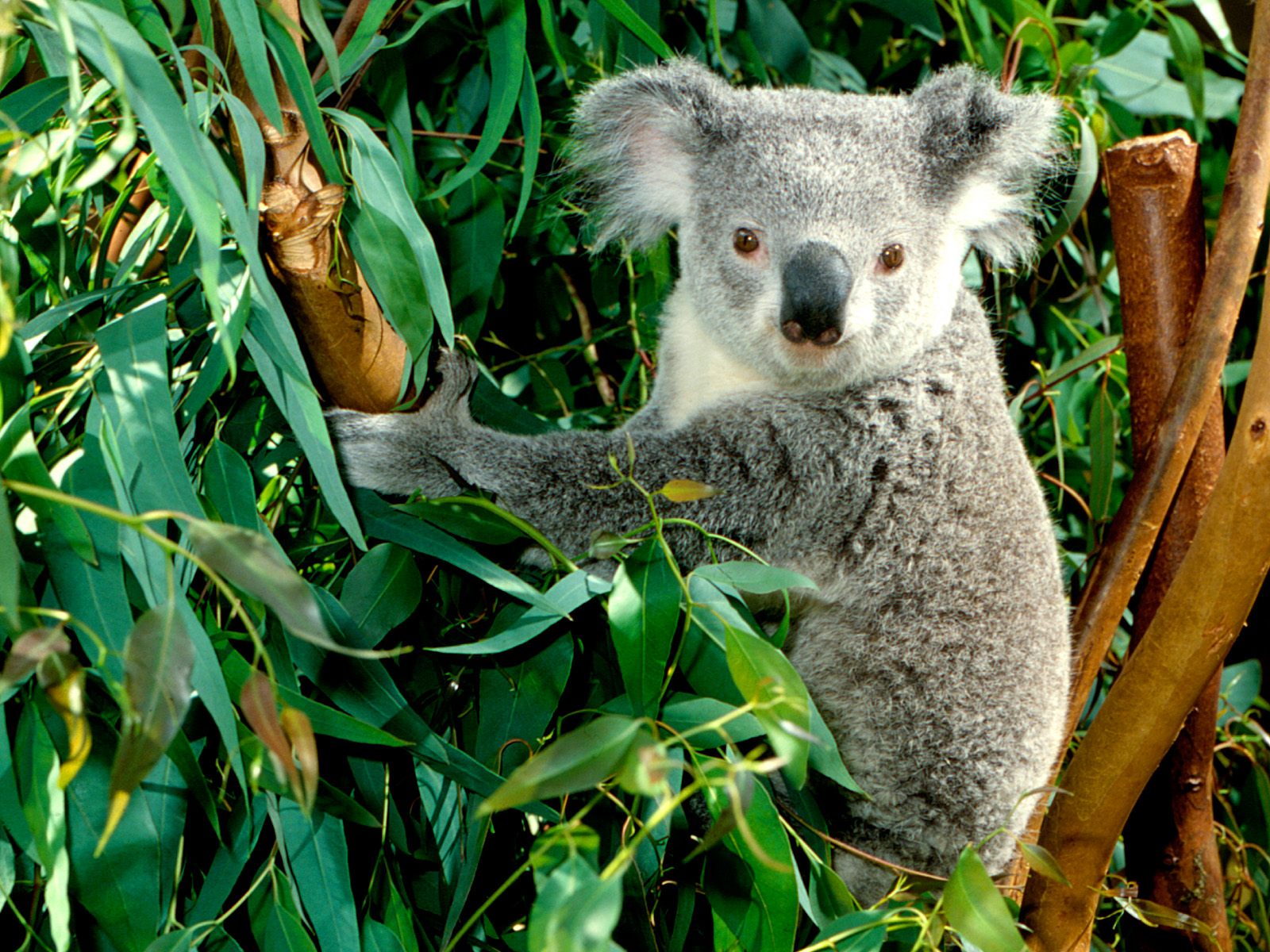 ANIMAL WORLD Koala Fact's / Info And Beautiful Photos/Images 2013
