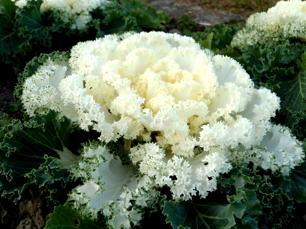 Home Thingujam's Portal