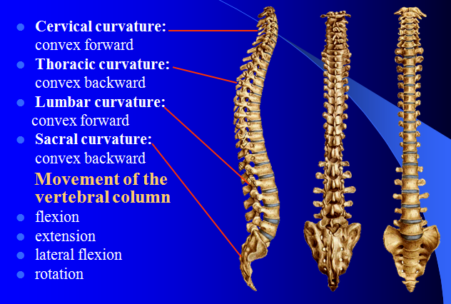 MBBS Medicine (Humanity First): Joints of Bones of Trunk