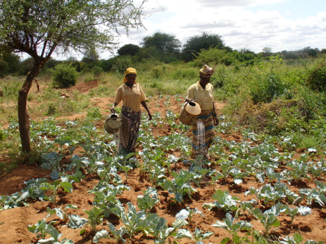 Farming Kenya