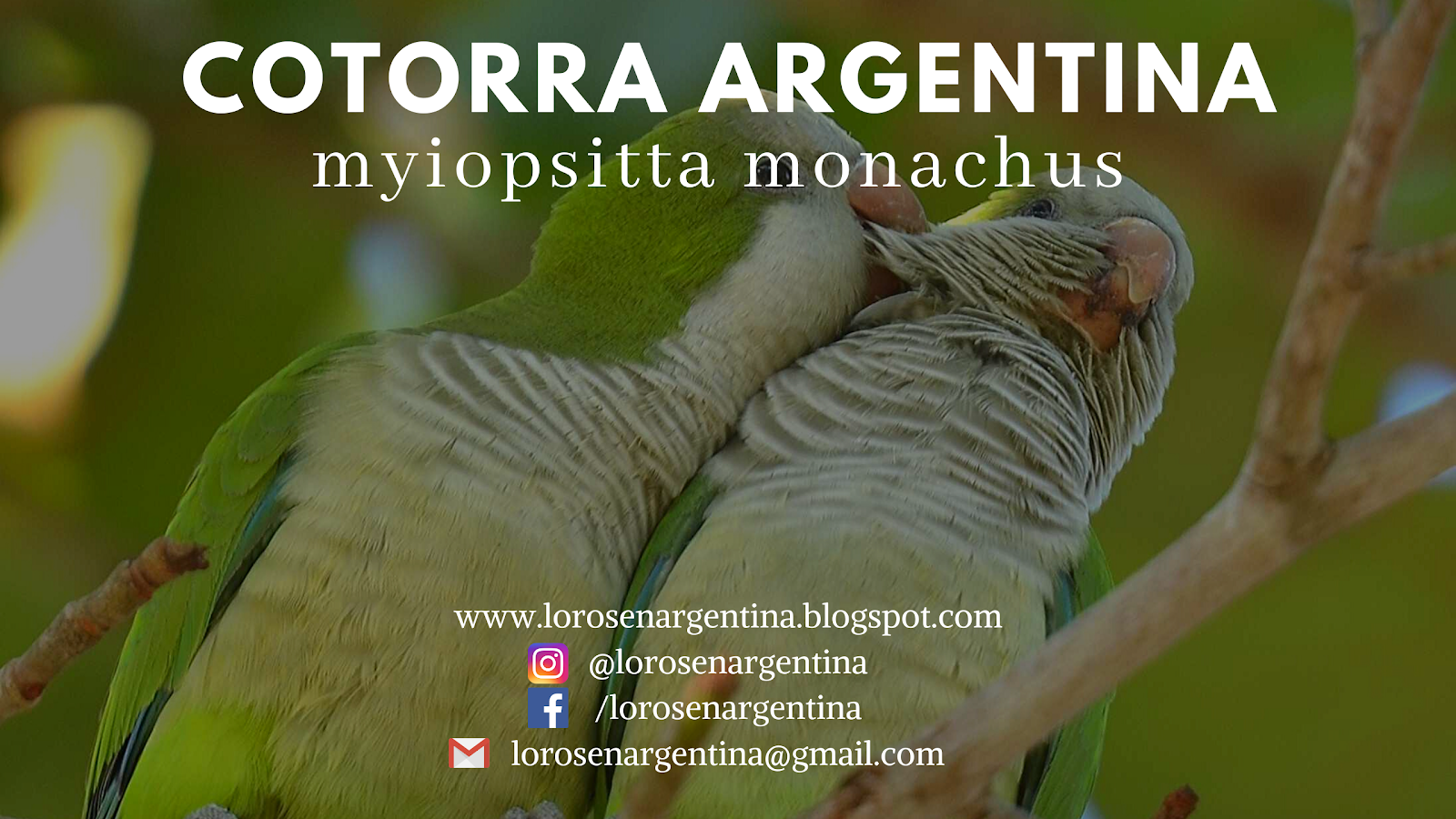 MiniBlog: Cotorra Argentina