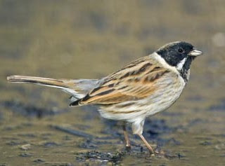 Reed Bunting