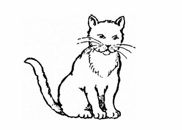 Free Big Cat Coloring Pages – Colorings.net