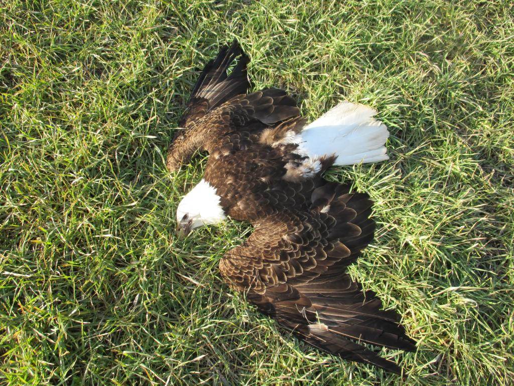 13 Bald Eagles Found Dead