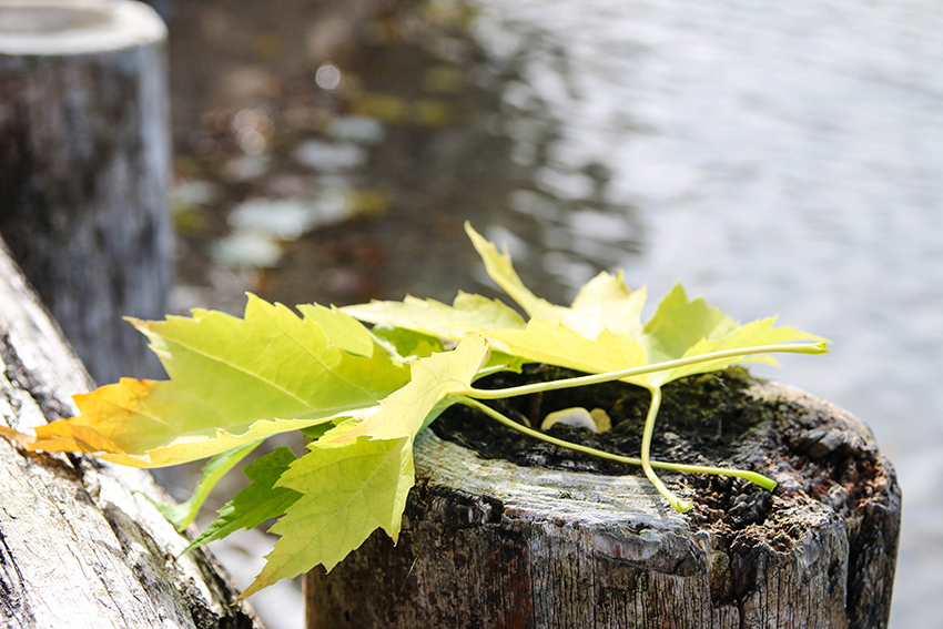 Salzkammergut Herbstliche Tage Im Ebner S Waldhof Chamy Travels
