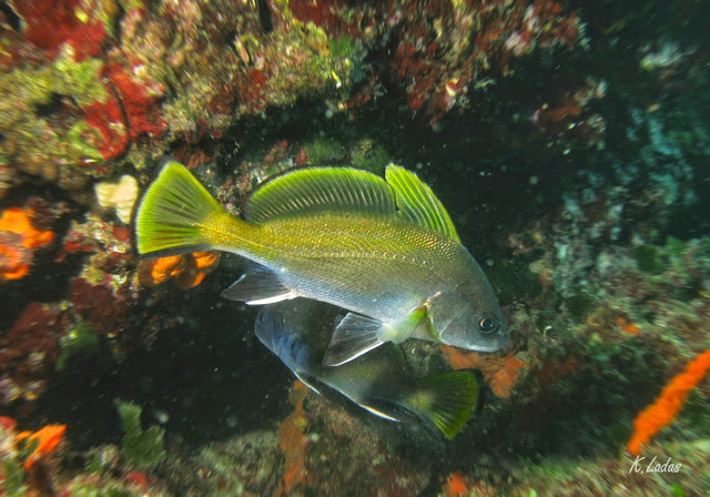ψάρι Σηκιος -Υποβρύχια φωτογραφία Κώστας Λαδάς