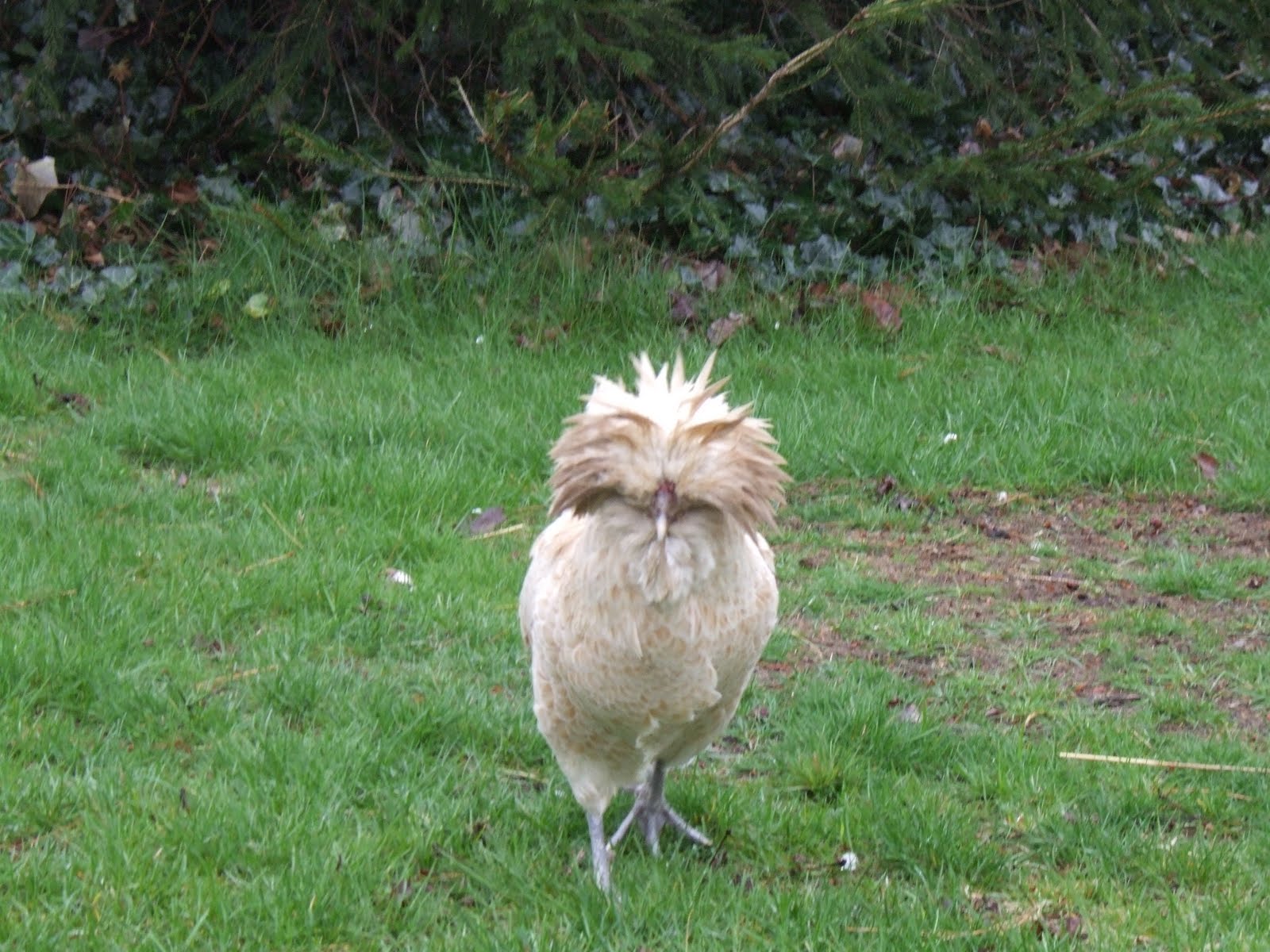 The Adams' Family Farm Bad Hair Day for Chickens 42311