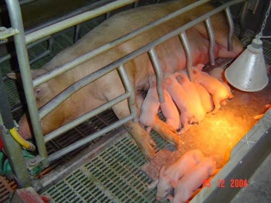 Business Plan For Pig Farming Pdf Business Plan For Pig Farming Pdf